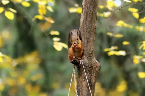 Squirrel on a tree in the park in autumn Stock Photos