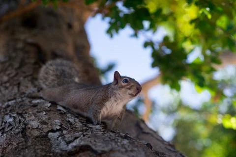 Squirrel on the tree in the park close to camera Foto stock