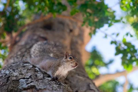 Squirrel on the tree in the park close to camera Stock Photos