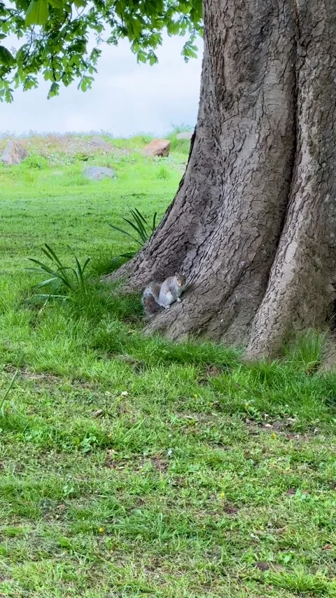 Squirrel on the tree in the park, Dublin, Ireland. Stock Footage 315752801