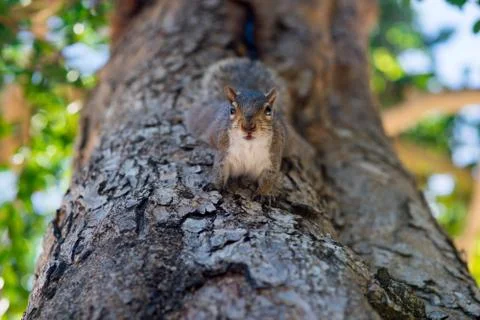 Squirrel on the tree in the park looking at camera Stock Photos
