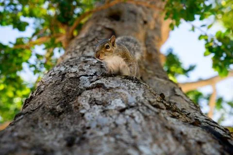Squirrel on the tree in the park looking at camera Stock Photos