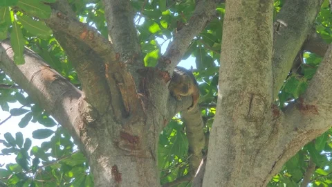 Squirrel in Tree at Park Los Angeles California USA Stock-Footage 166639928