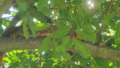 Squirrel in Tree at Park Los Angeles California USA Видео 166640685