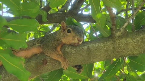 Squirrel in Tree at Park Los Angeles California USA Stock Footage 166641333