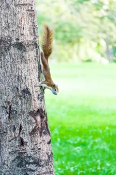 Squirrel on the tree in the park Stock Photos