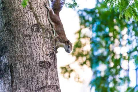 Squirrel on the tree in the park Stock Photos