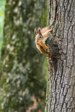 Squirrel on a tree in the Park Stock Photos