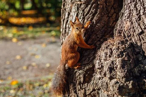 Squirrel on tree in park Stock Photos