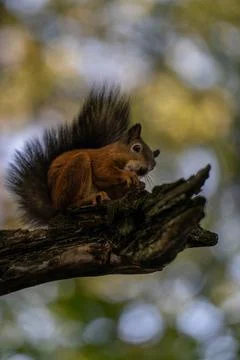 A squirrel on a tree in the park Stock Photos