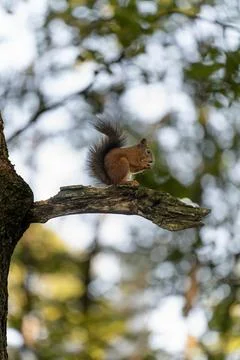 A squirrel on a tree in the park Stock Photos