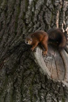 A squirrel on a tree in the park Stockfoto's