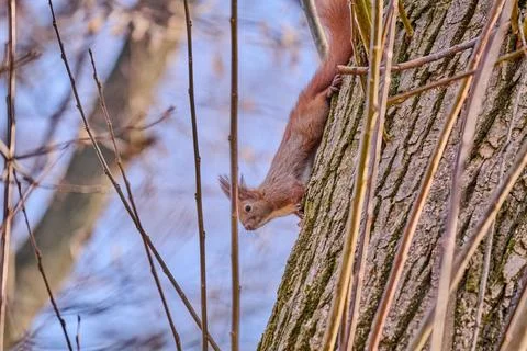 Squirrel on a tree in a park Stock Photos