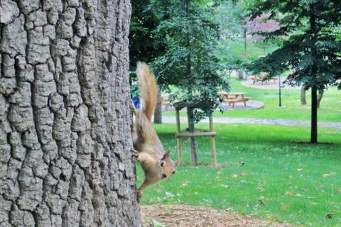 Squirrel on the tree in the park with trees and bench background Stock Photos