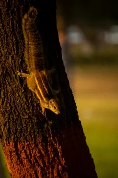 Squirrel on a tree at park wallpaper with a room for text Stock Photos