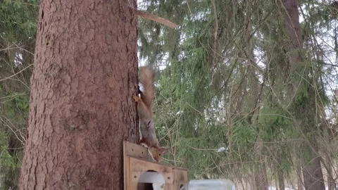 Squirrel on a tree in the park in winter 4k Video stock 175296129