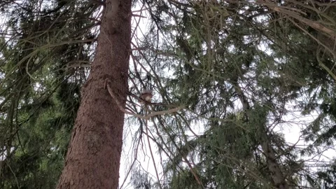 Squirrel on a tree in the park in winter 4k Video stock 175296440