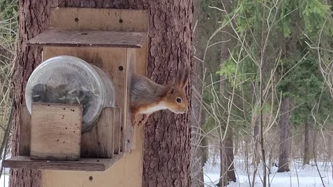 Squirrel on a tree in the park in winter Video stock 175295650