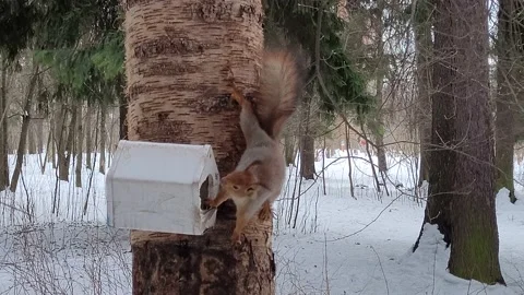 Squirrel on a tree in the park in winter Stock Footage 175296267