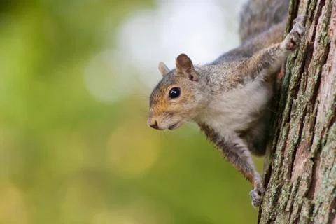 Squirrel on a Tree Stock Photos