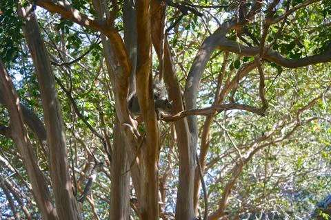 A Squirrel on a Tree Stock Photos