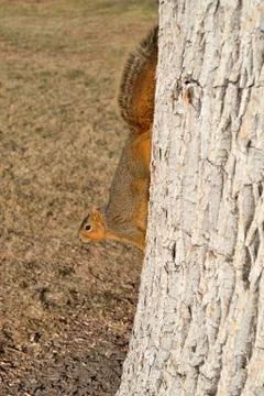 Squirrel on Tree Stock Photos