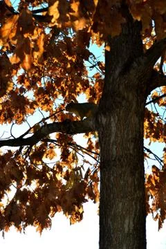Squirrel on Tree Stock Photos