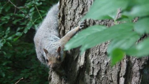 Squirrel On Tree Stock Photos