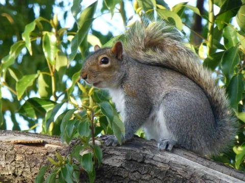 Squirrel on a Tree 写真素材
