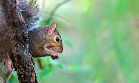 Squirrel in a tree Foto stock