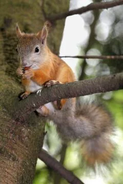 Squirrel on a tree Stock Photos