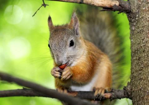 Squirrel on a tree Stock Photos