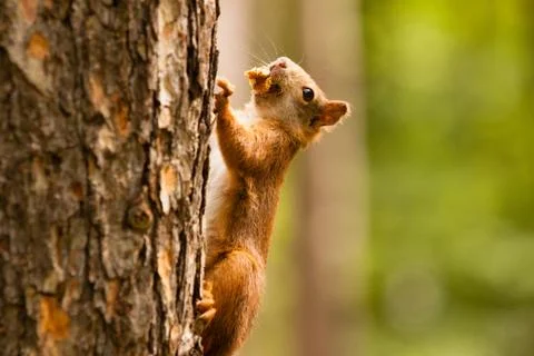 Squirrel on tree Stock Photos