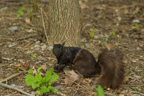 Squirrel By Tree Stock Photos
