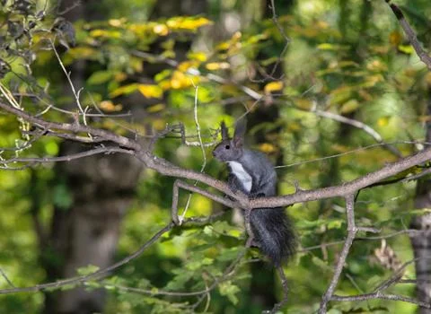 Squirrel on a tree Stock Photos