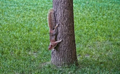 Squirrel on tree Stock Photos