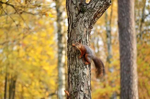 Squirrel on the tree Stock-Fotos