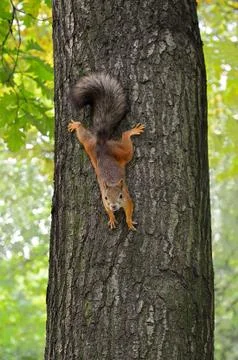 Squirrel on the tree Stock Photos