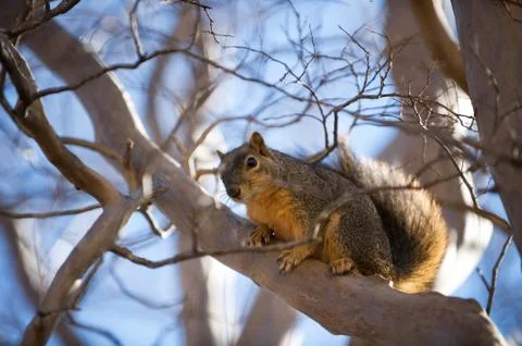 Squirrel in a tree Stock Photos
