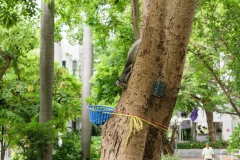 Squirrel on tree Foto stock