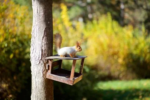 Squirrel on the tree Stock Photos