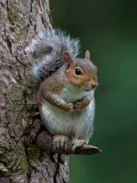 Squirrel in tree Stock Photos