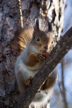 Squirrel on a tree Stock Photos