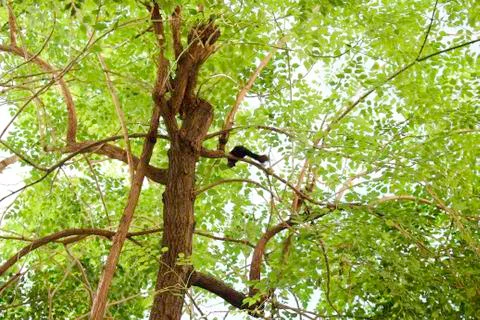 Squirrel on a tree Stock Photos