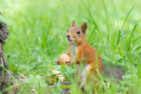 Squirrel on a tree Stock Photos