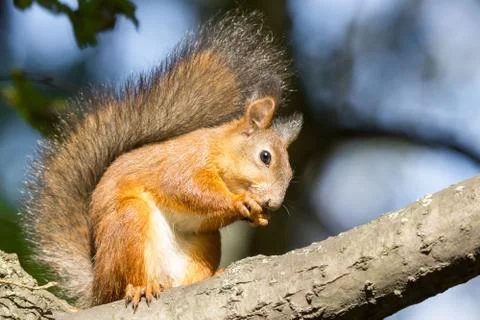 Squirrel on a tree Stock Photos