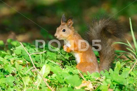 Squirrel on a tree Stock Photos
