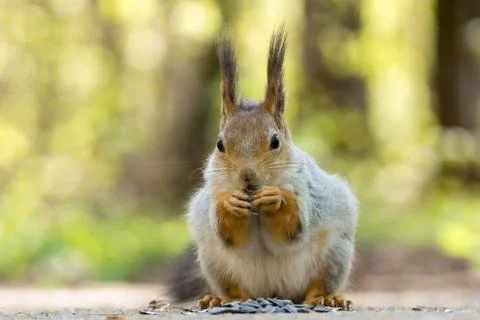 Squirrel on a tree Stock Photos
