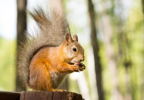 Squirrel on a tree Stock Photos