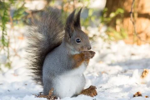Squirrel on a tree Stock Photos